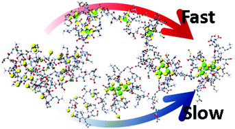 Graphical abstract: Kinetics of competitive Cd2+ binding pathways: the realistic structure of intrinsically disordered, partially metallated metallothioneins