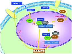 Graphical abstract: Organotin compound DBDCT induces CYP3A suppression through NF-κB-mediated repression of PXR activity