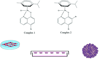 Graphical abstract: Comparative antitumor studies of organoruthenium complexes with 8-hydroxyquinolines on 2D and 3D cell models of bone, lung and breast cancer