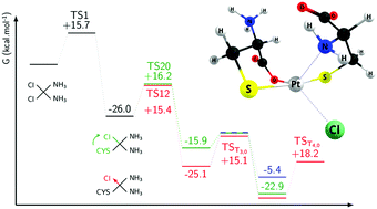 Graphical abstract: Fate of cisplatin and its main hydrolysed forms in the presence of thiolates: a comprehensive computational and experimental study