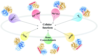 Graphical abstract: Designating ligand specificities to metal uptake ABC transporters in Thermus thermophilus HB8