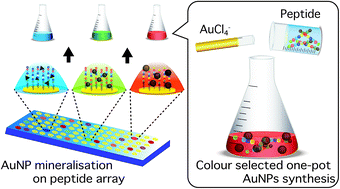 Graphical abstract: Rational screening of biomineralisation peptides for colour-selected one-pot gold nanoparticle syntheses