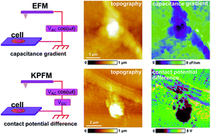 Graphical abstract: Direct study of the electrical properties of PC12 cells and hippocampal neurons by EFM and KPFM