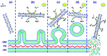 Graphical abstract: Unraveling the photoactive annihilation mechanism of nanostructures as effective green tools for inhibiting the proliferation of the phytopathogenic bacterium Pseudomonas syringae