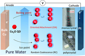 Graphical abstract: Oriented attachment growth of monocrystalline cuprous oxide nanowires in pure water