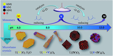 Graphical abstract: Control of the compositions and morphologies of uranium oxide nanocrystals in the solution phase: multi-monomer growth and self-catalysis