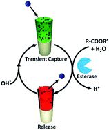 Graphical abstract: Bio-inspired temporal regulation of ion-transport in nanochannels