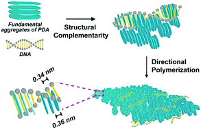 Graphical abstract: Structural complementarity from DNA for directing two-dimensional polydopamine nanomaterials with biomedical applications