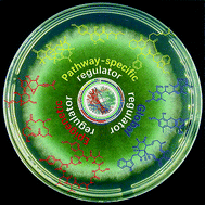 Graphical abstract: Harnessing diverse transcriptional regulators for natural product discovery in fungi