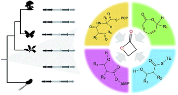 Graphical abstract: Biosynthesis and chemical diversity of β-lactone natural products