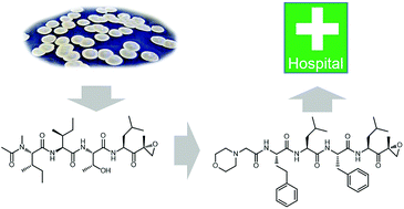 Graphical abstract: Built to bind: biosynthetic strategies for the formation of small-molecule protease inhibitors