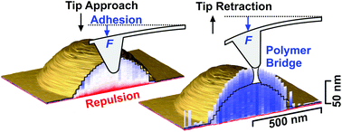 Graphical abstract: 3D depth profiling of the interaction between an AFM tip and fluid polymer solutions