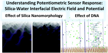 Graphical abstract: Molecular dynamics simulation of potentiometric sensor response: the effect of biomolecules, surface morphology and surface charge