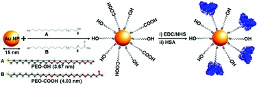 Graphical abstract: Rational design of multi-functional gold nanoparticles with controlled biomolecule adsorption: a multi-method approach for in-depth characterization