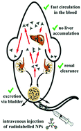 Graphical abstract: Biodistribution studies of ultrasmall silicon nanoparticles and carbon dots in experimental rats and tumor mice