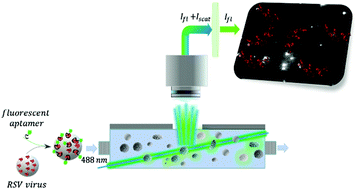 Graphical abstract: Selective counting and sizing of single virus particles using fluorescent aptamer-based nanoparticle tracking analysis