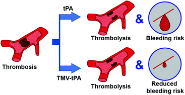 Graphical abstract: Delivery of thrombolytic therapy using rod-shaped plant viral nanoparticles decreases the risk of hemorrhage