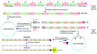 Graphical abstract: Single-stranded templates as railroad tracks for hierarchical assembly of DNA origami