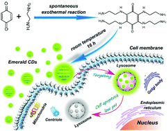 Graphical abstract: A functional preservation strategy for the production of highly photoluminescent emerald carbon dots for lysosome targeting and lysosomal pH imaging