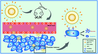 Graphical abstract: A novel α-enolase-targeted drug delivery system for high efficacy prostate cancer therapy