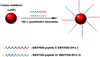 Graphical abstract: Rational design of an anchoring peptide for high-efficiency and quantitative modification of peptides and DNA strands on gold nanoparticles