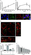 Graphical abstract: High affinity single-chain variable fragments are specific and versatile targeting motifs for extracellular vesicles