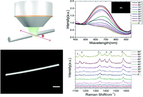 Graphical abstract: Polarization-dependent surface plasmon-driven catalytic reaction on a single nanowire monitored by SERS