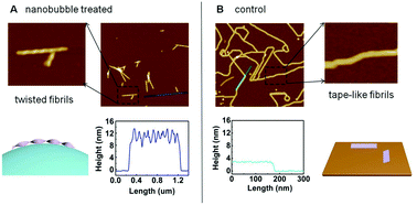 Graphical abstract: Effects of nanobubbles on peptide self-assembly