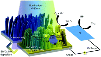 Graphical abstract: Synergistic doping effects of a ZnO:N/BiVO4:Mo bunched nanorod array photoanode for enhancing charge transfer and carrier density in photoelectrochemical systems