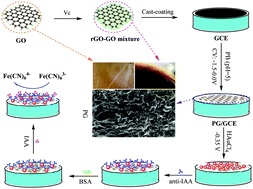 Graphical abstract: Chemical pre-reduction and electro-reduction guided preparation of a porous graphene bionanocomposite for indole-3-acetic acid detection