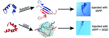 Graphical abstract: Graphene quantum dots against human IAPP aggregation and toxicity in vivo