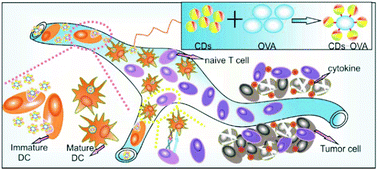 Graphical abstract: Engineered fluorescent carbon dots as promising immune adjuvants to efficiently enhance cancer immunotherapy