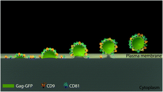 Graphical abstract: Nanoscale organization of tetraspanins during HIV-1 budding by correlative dSTORM/AFM