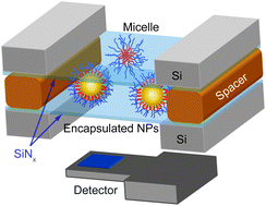 Graphical abstract: Dynamics of amphiphilic block copolymers in an aqueous solution: direct imaging of micelle formation and nanoparticle encapsulation