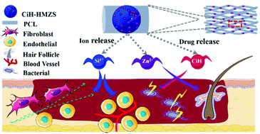 Graphical abstract: Multifunctional Zn doped hollow mesoporous silica/polycaprolactone electrospun membranes with enhanced hair follicle regeneration and antibacterial activity for wound healing