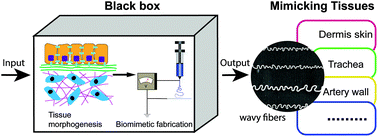 Graphical abstract: From fiber curls to mesh waves: a platform for the fabrication of hierarchically structured nanofibers mimicking natural tissue formation