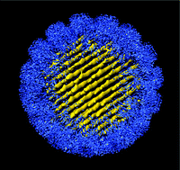 Graphical abstract: Packaging of DNA origami in viral capsids