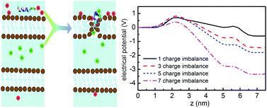 Graphical abstract: Membrane potential drives direct translocation of cell-penetrating peptides