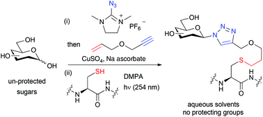 Graphical abstract: A double-click approach to the protecting group free synthesis of glycoconjugates