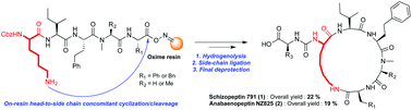 Graphical abstract: A novel route towards cycle-tail peptides using oxime resin: teaching an old dog a new trick