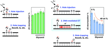 Graphical abstract: Attenuation of guanine oxidation via DNA-mediated electron transfer in a crowded environment using small cosolutes