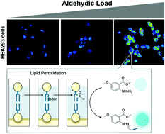 Graphical abstract: Methyl 5-MeO-N-aminoanthranilate, a minimalist fluorogenic probe for sensing cellular aldehydic load