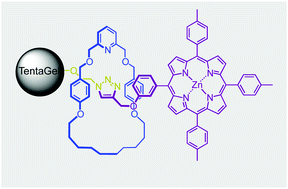 Graphical abstract: Understanding coordination equilibria in solution and gel-phase [2]rotaxanes