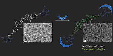 Graphical abstract: Glycosylated naphthalimides and naphthalimide Tröger's bases as fluorescent aggregation probes for Con A