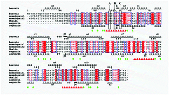 Graphical abstract: Negative net charge of EF-hand loop I can affect both calcium sensitivity and substrate binding pattern in mnemiopsin 2