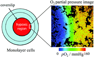 Graphical abstract: Ir(iii) complex-based oxygen imaging of living cells and ocular fundus with a gated ICCD camera