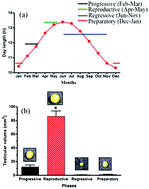 Graphical abstract: Photoperiodic control of GnRH-I expression in seasonal reproduction of the Eurasian tree sparrow