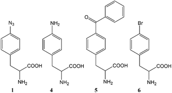 Graphical abstract: New perspectives on aryl azide noncanonical amino acid use in yeast