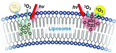 Graphical abstract: Stabilisation of lipid membrane-incorporated porphyrin derivative aqueous solutions and their photodynamic activities