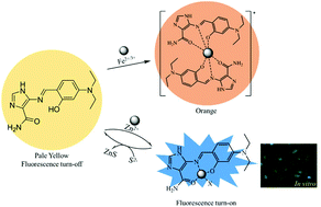 Graphical abstract: A multiple target chemosensor for the sequential fluorescence detection of Zn2+ and S2− and the colorimetric detection of Fe3+/2+ in aqueous media and living cells